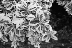 35mm B&W photo of a euonymus branch shot with this camera and lens